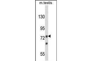 Western blot analysis of ANGEL1 Antibody (C-term) (ABIN652892 and ABIN2842577) in mouse testis tissue lysates (35 μg/lane). (ANGEL1 anticorps  (C-Term))