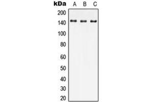 Western blot analysis of JIP4 expression in HEK293T (A), Raw264.