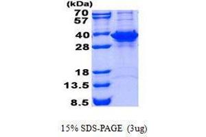 Figure annotation denotes ug of protein loaded and % gel used. (FN3KRP Protéine)