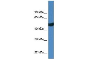 WB Suggested Anti-Thra Antibody   Titration: 1. (THRA anticorps  (C-Term))