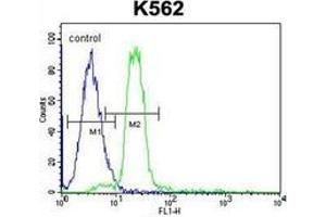 Flow Cytometric analysis of K562 cells using HBA2 Antibody (Center) Cat. (HBA1 anticorps  (Middle Region))