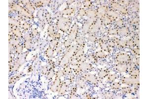 IHC testing of FFPE rat kidney with ADK antibody at 1ug/ml.