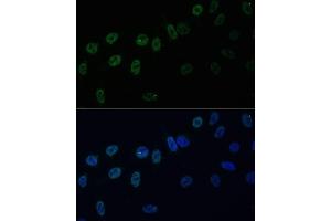 Immunofluorescence analysis of U-2 OS cells using HNRPAB antibody (ABIN7267625) at dilution of 1:100. (HNRNPAB anticorps  (AA 1-285))
