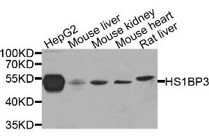 Western blot analysis of extract of various cells, using HS1BP3 antibody. (HS1BP3 anticorps)