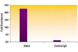 Histone H3 trimethyl Lys9 antibody tested by ChIP.