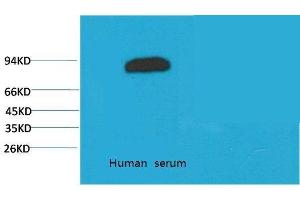 Western Blot (WB) analysis of Human Serum with Transferrin Mouse Monoclonal Antibody diluted at 1:2000. (Transferrin anticorps)