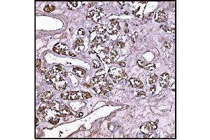 IHC analysis of FABP-1/GOT2 using anti-FABP-1/GOT2 antibody (ABIN7601426). (GOT2 anticorps  (AA 35-430))
