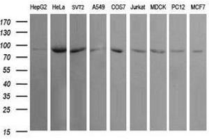 Image no. 2 for anti-Ubiquitin Specific Peptidase 16 (USP16) (AA 137-466) antibody (ABIN1490917) (USP16 anticorps  (AA 137-466))