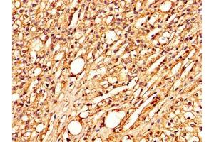 IHC image of ABIN7148285 diluted at 1:300 and staining in paraffin-embedded human adrenal gland tissue performed on a Leica BondTM system. (MBL2 anticorps  (AA 28-277))