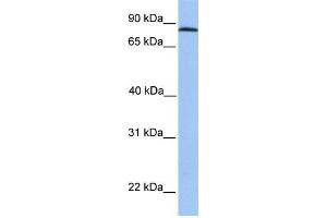Human HeLa; WB Suggested Anti-ADAM7 Antibody Titration: 0. (ADAM7 anticorps  (C-Term))