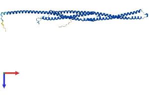 AlphaFold protein structure predicition of Mouse Recombinant Tekt1 Protein, UniprotID Q9DAJ2