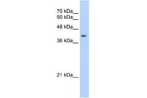 WB Suggested Anti-UROD Antibody Titration:  2. (UROD anticorps  (N-Term))