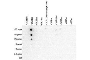 Cross reactivity test using the Histone H3 (K18ac) antibody. (HIST1H3A anticorps  (acLys18))