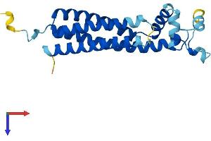 AlphaFold protein structure predicition of Human Recombinant TSPAN31 Protein, UniprotID Q12999