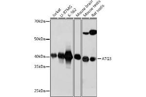 Western blot analysis of extracts of various cell lines, using  antibody (ABIN7265709) at 1:1000 dilution. (ATG3 anticorps)