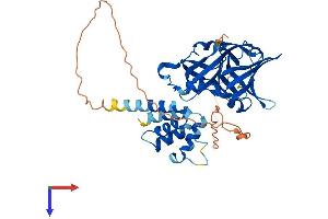 Interferon Activated Gene 205 (Ifi205) (AA 1-404) protein (His tag)