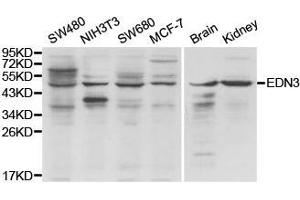 Western Blotting (WB) image for anti-Endothelin 3 (EDN3) antibody (ABIN1875400) (Endothelin 3 anticorps)
