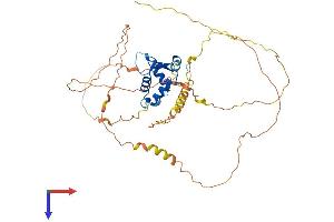 AlphaFold protein structure predicition of Human Recombinant FOXD4 Protein, UniprotID Q12950