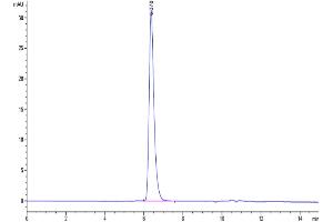 The purity of Human SIRP Gamma is greater than 95 % as determined by SEC-HPLC.