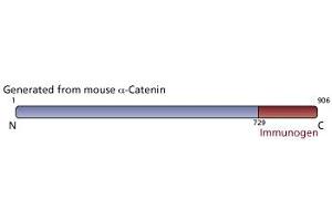 Image no. 3 for anti-Catenin (Cadherin-Associated Protein), alpha 1, 102kDa (CTNNA1) (AA 729-906) antibody (ABIN967813) (CTNNA1 anticorps  (AA 729-906))