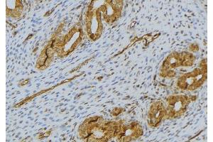 ABIN6276503 at 1/100 staining Human uterus tissue by IHC-P. (RNASE11 anticorps  (Internal Region))