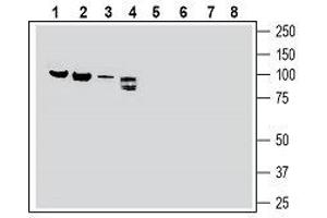 Western blot analysis of rat brain membranes (lanes 1 and 5), rat lung membranes (lanes 2 and 6), mouse heart membranes (lanes 3 and 7) and rat dorsal root ganglion lysate (lanes 4 and 8): - 1-4. (SEMA3F anticorps  (Secreted))