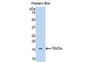 Western Blotting (WB) image for anti-Macrophage Migration Inhibitory Factor (Glycosylation-Inhibiting Factor) (MIF) (AA 3-111) antibody (ABIN1859824) (MIF anticorps  (AA 3-111))