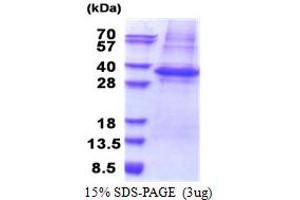 SDS-PAGE (SDS) image for phospholipid Scramblase 3 (PLSCR3) (AA 1-265) protein (His tag) (ABIN5853314) (PLSCR3 Protein (AA 1-265) (His tag))