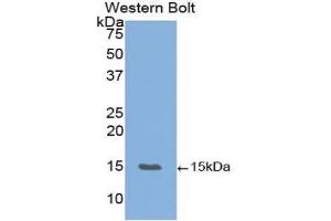 Western Blotting (WB) image for anti-Vascular Endothelial Growth Factor B (VEGFB) (AA 22-188) antibody (ABIN1860930) (VEGFB anticorps  (AA 22-188))