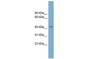 COX10 antibody used at 1 ug/ml to detect target protein. (COX10 anticorps  (Middle Region))