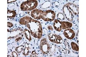 Immunohistochemical staining of paraffin-embedded Kidney tissue using anti-SIL1 mouse monoclonal antibody. (SIL1 anticorps)