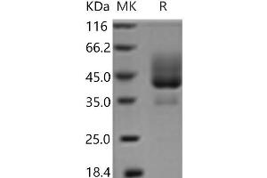 Western Blotting (WB) image for Tumor Necrosis Factor Receptor Superfamily, Member 13C (TNFRSF13C) (Active) protein (Fc Tag) (ABIN7321205)