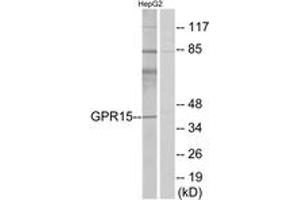 Western blot analysis of extracts from HepG2 cells, using GPR15 Antibody.