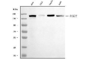 Western blot analysis of Desmoglein 2/DSG2 using anti-Desmoglein 2/DSG2 antibody (ABIN7600804). (Desmoglein 2 anticorps  (AA 24-1020))