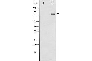 Western blot analysis of SREBP-1 phosphorylation expression in TNF treated Jurkat whole cell lysates,The lane on the left is treated with the antigen-specific peptide. (SREBF1 anticorps  (pSer439))