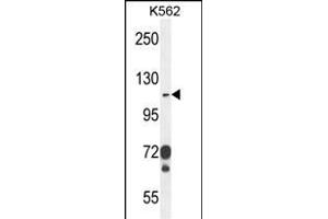 ITGAE Antibody (C-term) (ABIN654451 and ABIN2844185) western blot analysis in K562 cell line lysates (35 μg/lane). (CD103 anticorps  (C-Term))