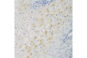 Immunohistochemistry of paraffin-embedded human esophagus using NME4 antibody. (NME4 anticorps  (AA 1-187))