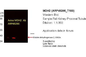 Western Blotting (WB) image for anti-Malate Dehydrogenase 2, NAD (Mitochondrial) (MDH2) (C-Term) antibody (ABIN2783318) (MDH2 anticorps  (C-Term))