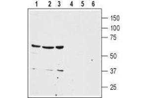 Western blot analysis of human colon cancer HT-29 (lanes 1 and 4), human lung small cell carcinoma NCI-H526 (lanes 2 and 5) and human breast adenocarcinoma MDA-MB-468 (lanes 3 and 6) cell lysates: - 1-3. (NTSR1 anticorps  (2nd Extracellular Loop))
