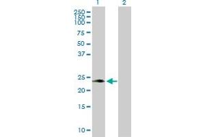 Western Blot analysis of PAEP expression in transfected 293T cell line by PAEP MaxPab polyclonal antibody.