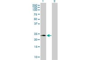 Western Blot analysis of PAEP expression in transfected 293T cell line by PAEP MaxPab polyclonal antibody. (PAEP anticorps  (AA 1-180))