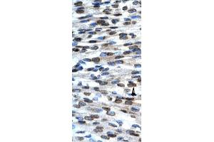 anti-BCL2-Associated X Protein (BAX) (N-Term) antibody