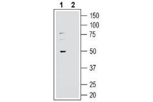 Western blot analysis of human U-87 MG glioblastoma cell line lysate: - 1.