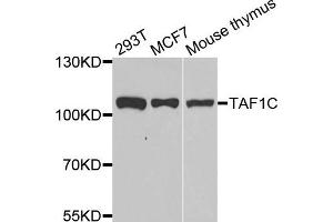 Western blot analysis of extracts of various cell lines, using TAF1C antibody. (TAF1C anticorps)