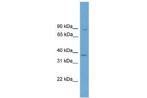 WB Suggested Anti-GTF2A1 Antibody Titration: 0. (GTF2A1 anticorps  (Middle Region))
