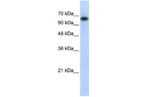 Western Blotting (WB) image for anti-Zinc Finger and SCAN Domain Containing 12 (ZSCAN12) antibody (ABIN2458039) (ZSCAN12 anticorps)
