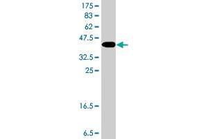 Western Blot detection against Immunogen (38.