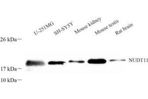 Western blot analysis of NUDT11 (ABIN7074924) at dilution of 1: 300 (NUDT11 anticorps)
