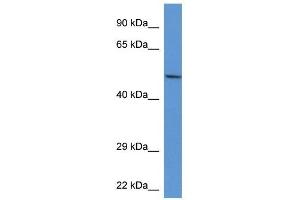 Western Blot showing Acp2 antibody used at a concentration of 1. (ACP2 anticorps  (Middle Region))