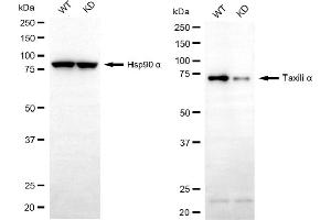Western blotting analysis using taxilin alpha antibody (ABIN7800520). (alpha Taxilin anticorps)